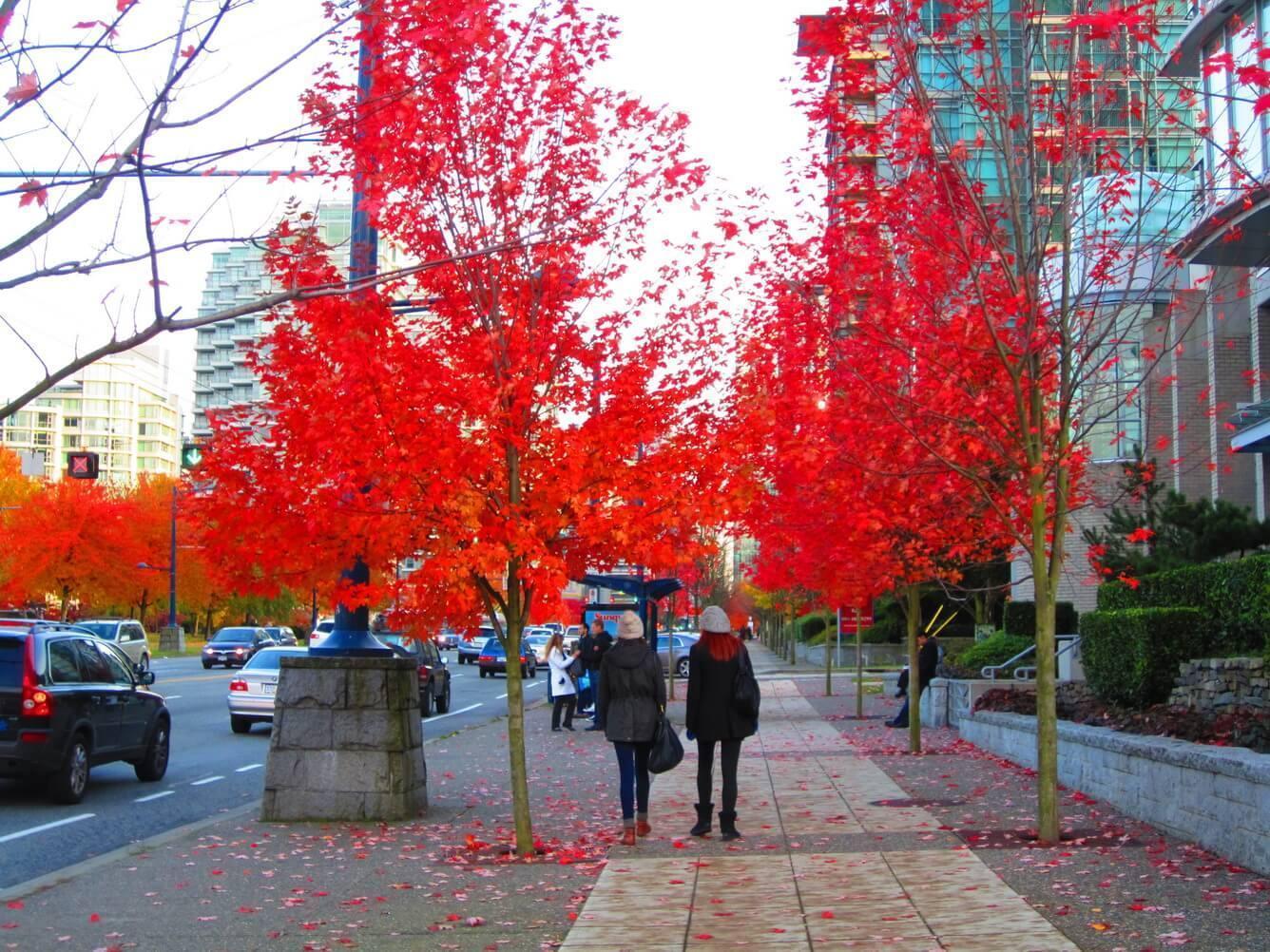 Du học Canada: ưu, nhược điểm của 3 hình thức chỗ ở 1