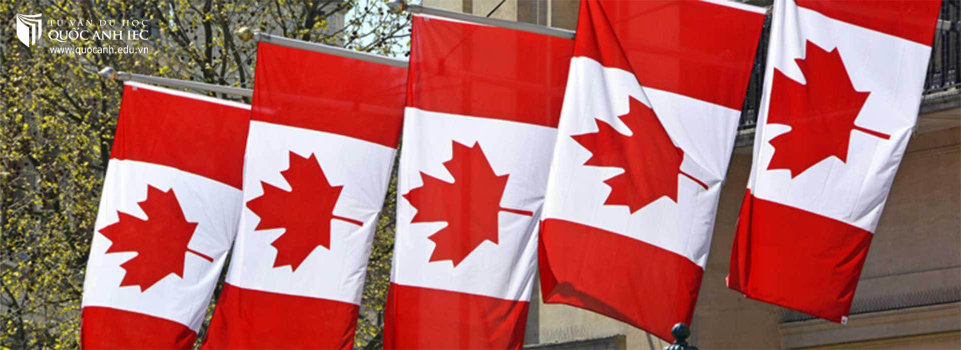 Quốc kỳ Canada biểu tượng bằng lá phong đỏ